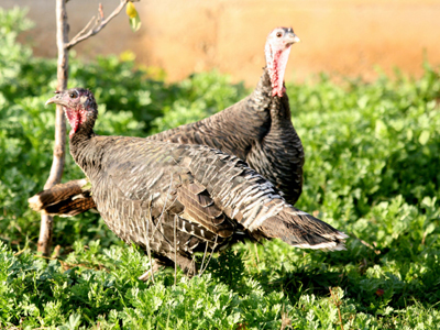 Του έκλεψαν 14 γαλοπούλες!