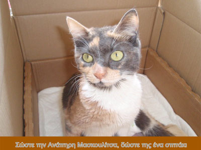 Η ανάπηρη γατούλα ψάχνει φροντίδα