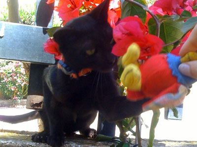 Η μικρή «μάγισσα» Νέρα ψάχνει σπίτι