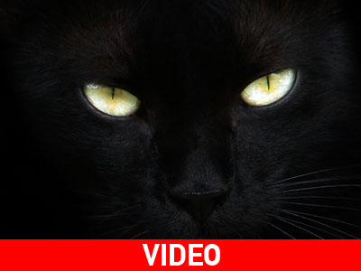 Προσπαθούσε να σώσει τη νεκρή γάτα