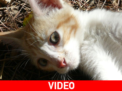 Φαντάρος της ΕΛ.ΔΥ.Κ. σπάει πλάκα κλοτσώντας γάτα