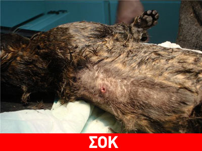 Σοκ: χωρίς τέλος η κακοποίηση των ζώων στην Λευκάδα