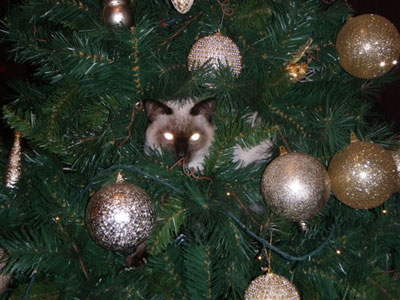 Zωντανό στολίδι