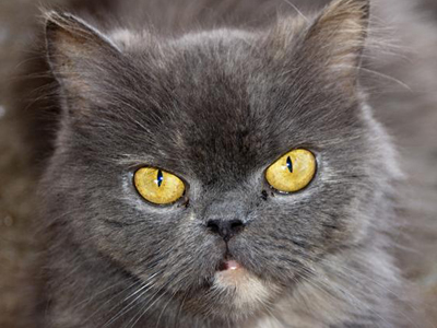 Η πανέμορφη Πανωραία