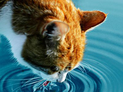 Πίνουν νερό με διαφορετικό τρόπο