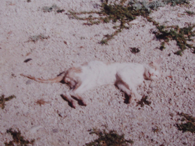 Έπνιξε τις γάτες στη θάλασσα