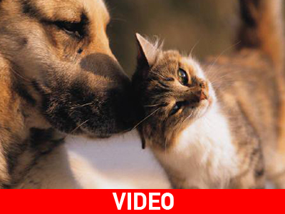 Διαφημιστική καμπάνια για την προστασία των ζώων