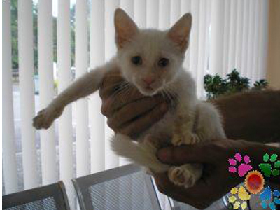 Η Λευκή ψάχνει για σπίτι!