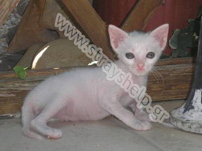 Ψάχνει σπίτι