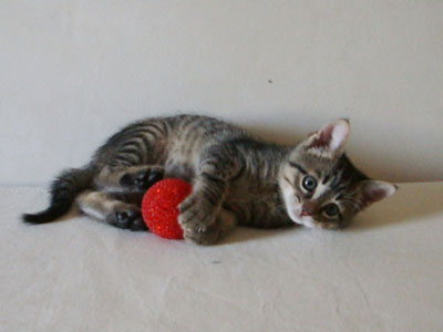 Δήμαρχος Ροδίων εναντίον Daily Mail