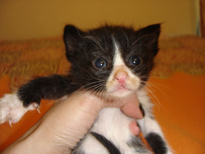 Υιοθετήστε πανέμορφα γατάκια!