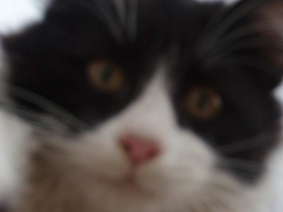 Ζουν στην ταράτσα σαν σιαμαία