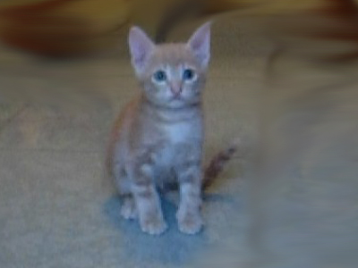 Χαρίζω γατάκι…