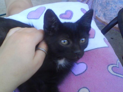 Χαρίζεται με το λευκό του αστεράκι