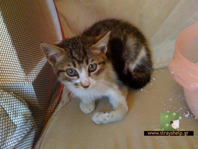 To μικρό Αστεράκι χρειάζεται τη βοήθεια μας