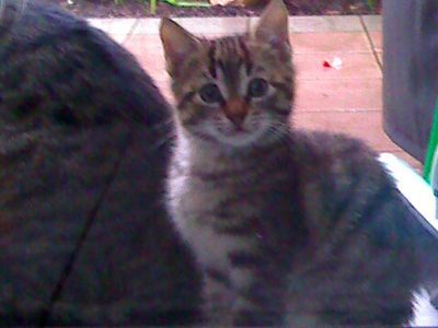 Πανέμορφα μικρά ψάχνουν σπίτι