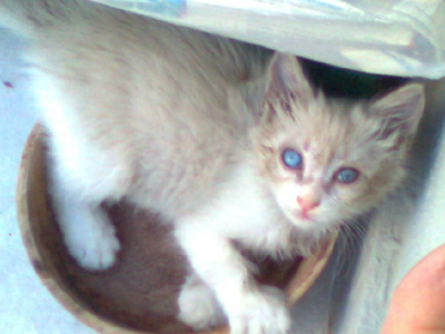 Χαρίζεται γαλανομάτικο γατάκι