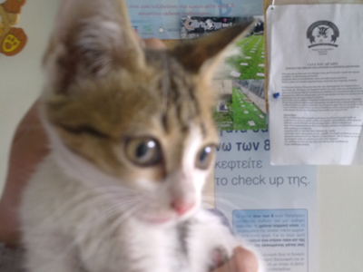 Περιμένει να το υιοθετήσετε!