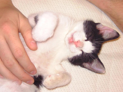 Στάθηκε τυχερό, ποιος θα το υιοθετήσει;