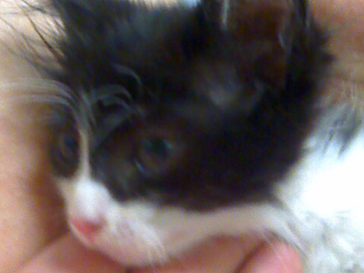 Το μικρό γατάκι ψάχνει σπίτι