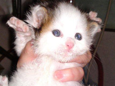 Χαρίζεται μωρό γατάκι