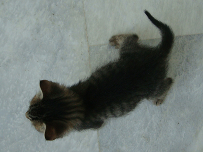 Μπαράζ κακοποιήσεων και θανατώσεων ζώων