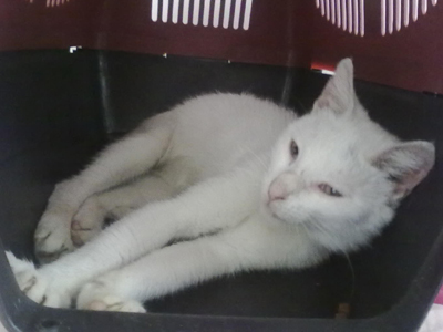 Θα θέλατε να την υιοθετήσετε;