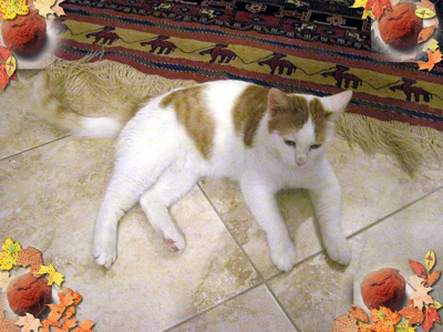 Τρουφάκι γλυκό… για υιοθεσία