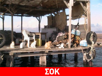 Πνίγουν τις γάτες στον ποταμό Έβρο