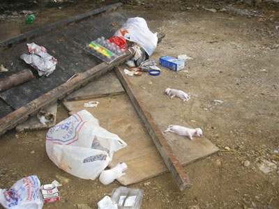 Νέο έγκλημα σε βάρος των ζώων στη «φιλόξενη» Κρήτη!