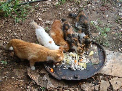 Καταδικάστηκε γιατί δηλητηρίαζε γάτες