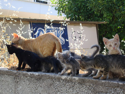 Της δηλητηρίασαν τα ζώα