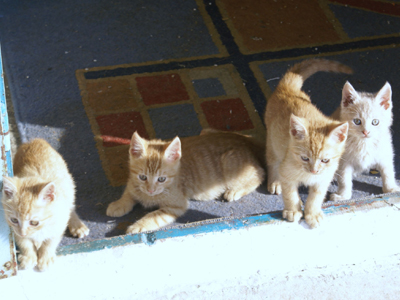 Χαρίζονται τέσσερα όμορφα γατόπουλα