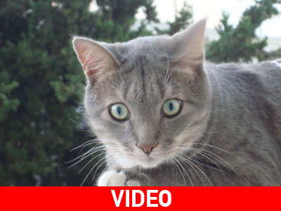 Τα ζώα δεν είναι παιχνίδια