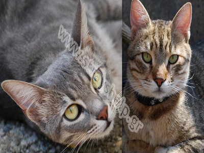 Έχασαν τις γάτες τους μέσα στο πλοίο