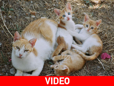 Η ΕΛ.ΔΥ.Κ., ο φαντάρος και η μετάνοια!