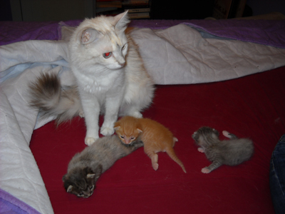 Γατιά κουκλιά ψάχνουν φιλόζωους γονείς