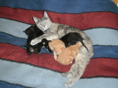 Ψάχνουν σπίτι