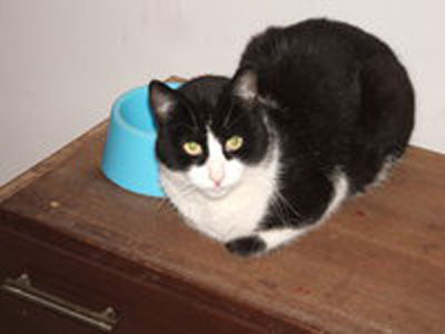 Ψάχνουν τον δικό τους Καλιγούλα