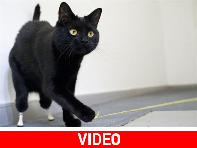 Βιονικές πατούσες για γάτες