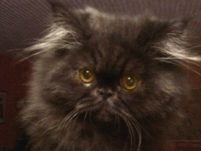 Ψάχνουν τον Φαρούκ