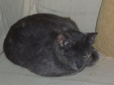 Η Αργυρώ ψάχνει σπίτι