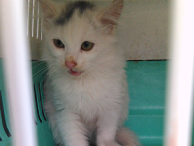 Η μικρή Μπιάνκα ψάχνει σπίτι