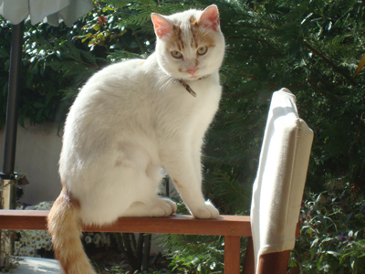 Έχασαν το γατάκι τους