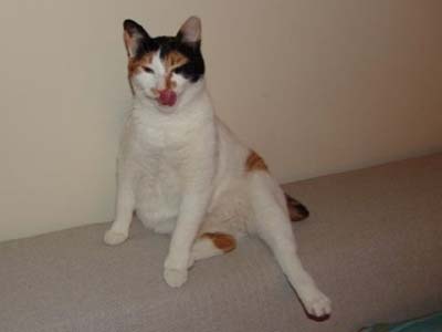 Ψάχνει ένα φιλόξενο σπιτικό