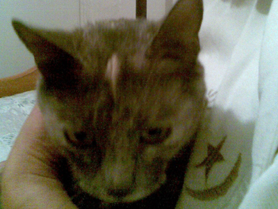 Η Σειρήνα αναζητεί εκείνον που θα την αγαπήσει!