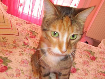 Χαρίζεται γατούλα καλλονή