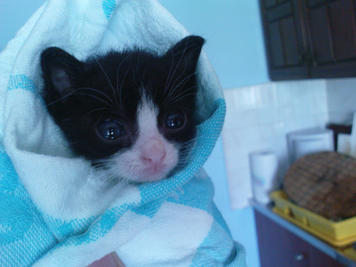 Η ανάπηρη γατούλα ψάχνει σπίτι