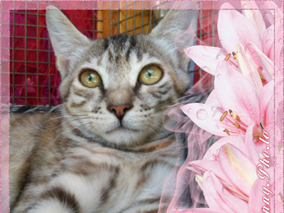 Η τσαχπίνα με τις χρυσαφί αποχρώσεις ψάχνει σπίτι