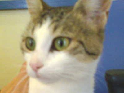 Χαρίζεται όμορφη γατούλα